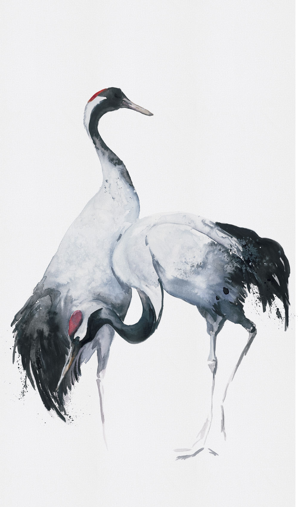 Fototapete, Vögel, Reiher, 34596, Kumano, Marburg