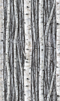 Bildtapete, grau-blau, Bäume, Birkenhain, 35395, Timber, Marburg