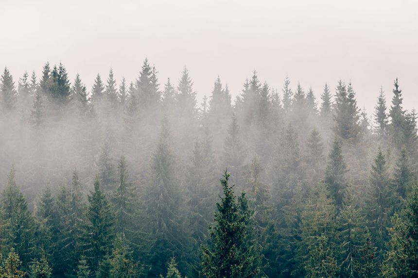Fototapete nach Maß, Nebel über dem Wald, 10197, Vavex