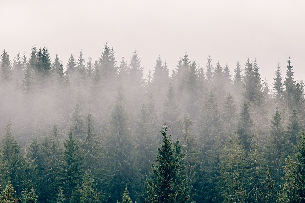 Fototapete nach Maß, Nebel über dem Wald, 10197, Vavex