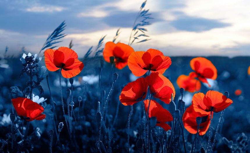 Fototapeten nach Maß, Mohnblumen, 10202, Vavex