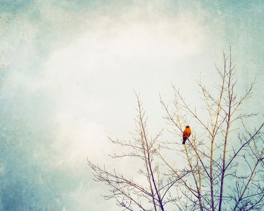 Fototapete nach Maß, Vogel auf einem Baum, 10234, Vavex